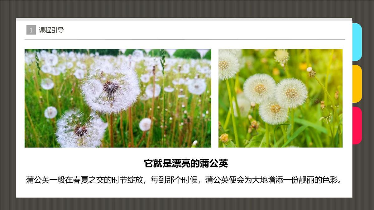 大班《漂亮的蒲公英》+课件第5页