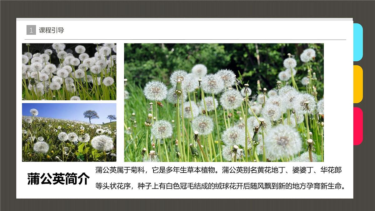 大班《漂亮的蒲公英》+课件第6页