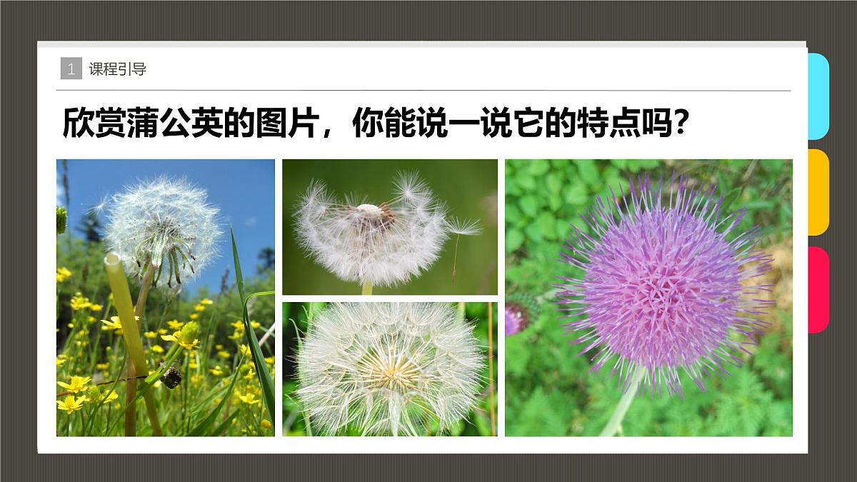 大班《漂亮的蒲公英》+课件第7页