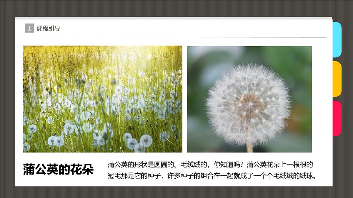 大班《漂亮的蒲公英》+课件第8页