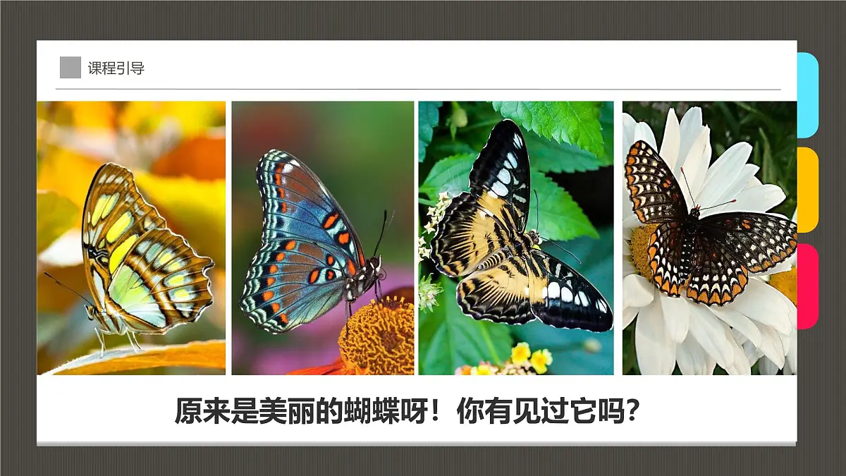 大班《花丛中的蝴蝶》+课件第7页