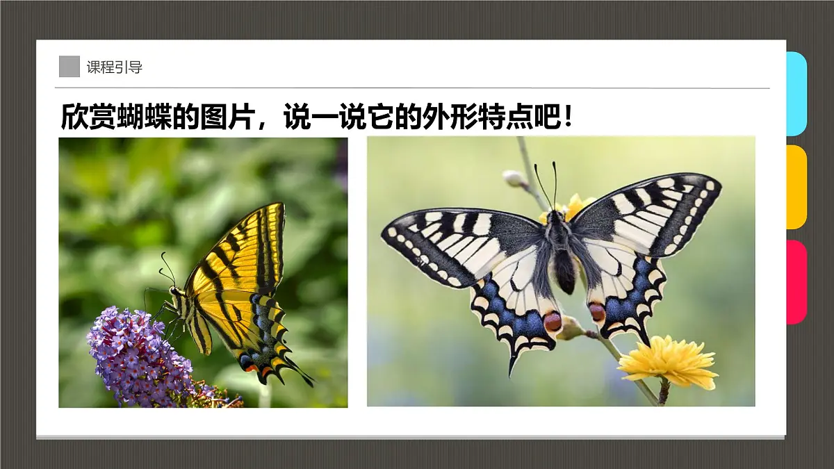 大班《花丛中的蝴蝶》+课件第8页