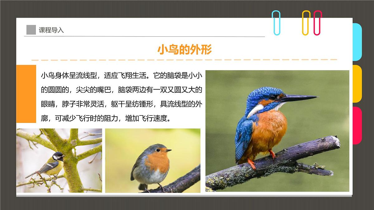 大班《温暖的鸟窝》+课件第7页
