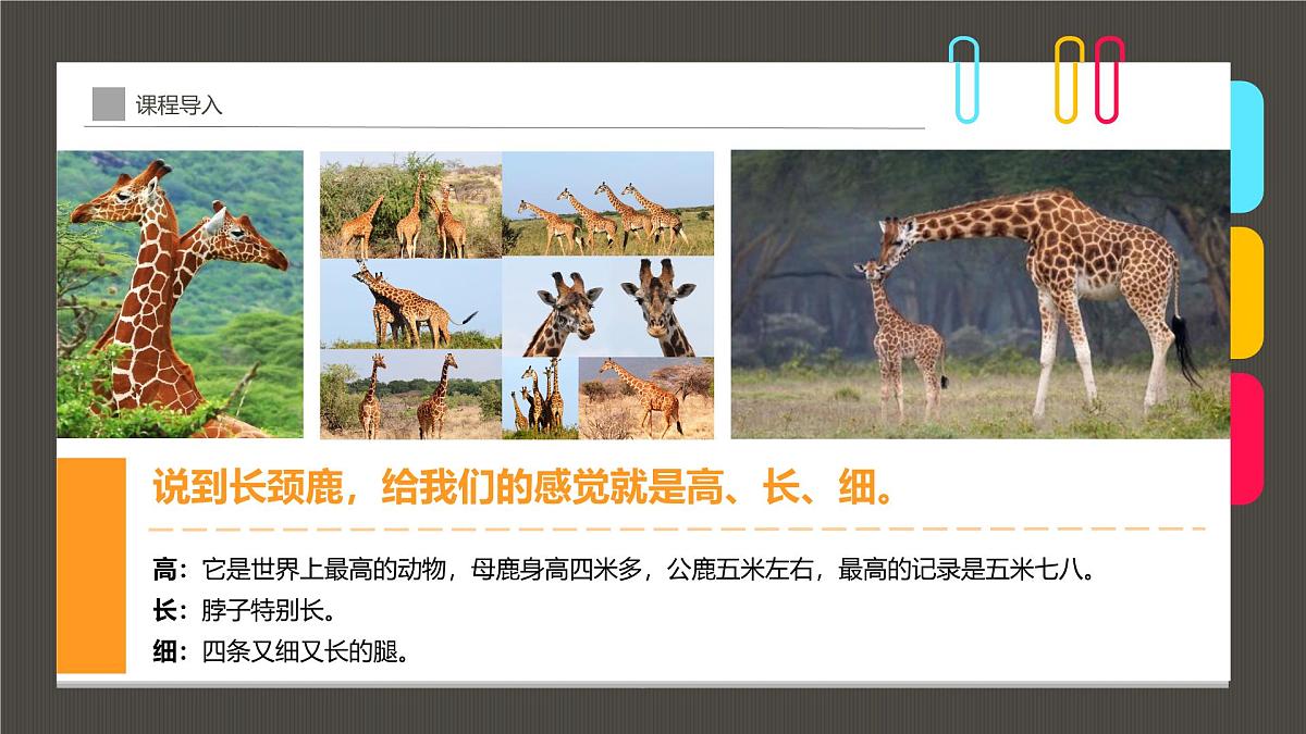 大班《花脖子的长颈鹿》+课件第7页