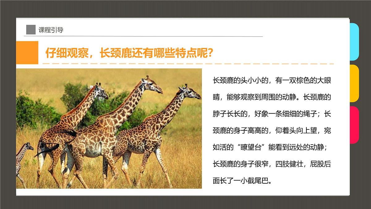 大班《花脖子的长颈鹿》+课件第8页