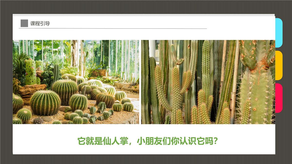 大班《-仙人掌》+课件第5页