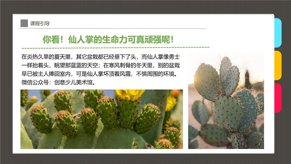 大班《-仙人掌》+课件第6页