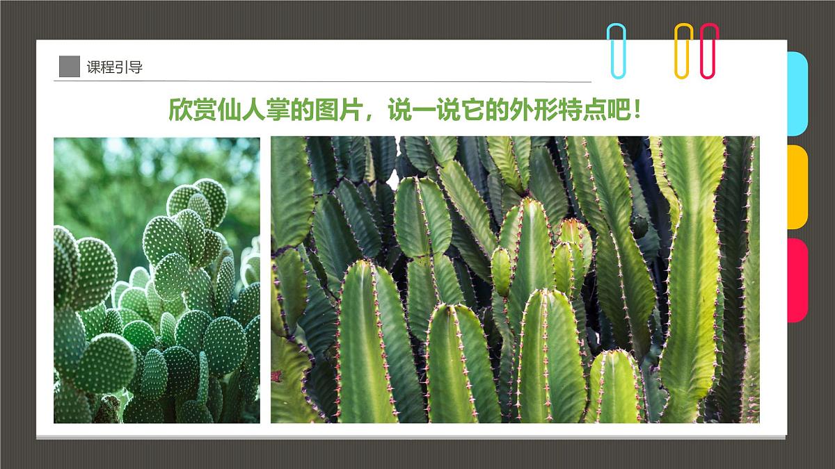 大班《-仙人掌》+课件第7页
