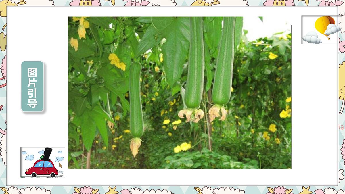 通用 学前教育 大班《细长的丝瓜》课件第6页