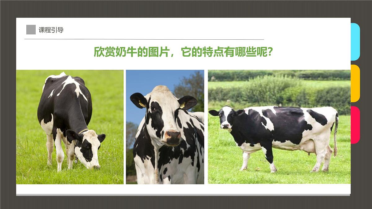 通用  学前教育  大班《一头超神奇的奶牛！》课件第7页
