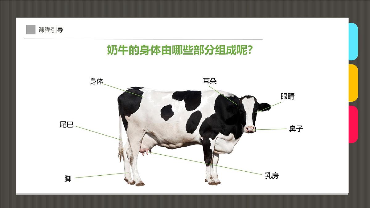 通用  学前教育  大班《一头超神奇的奶牛！》课件第8页