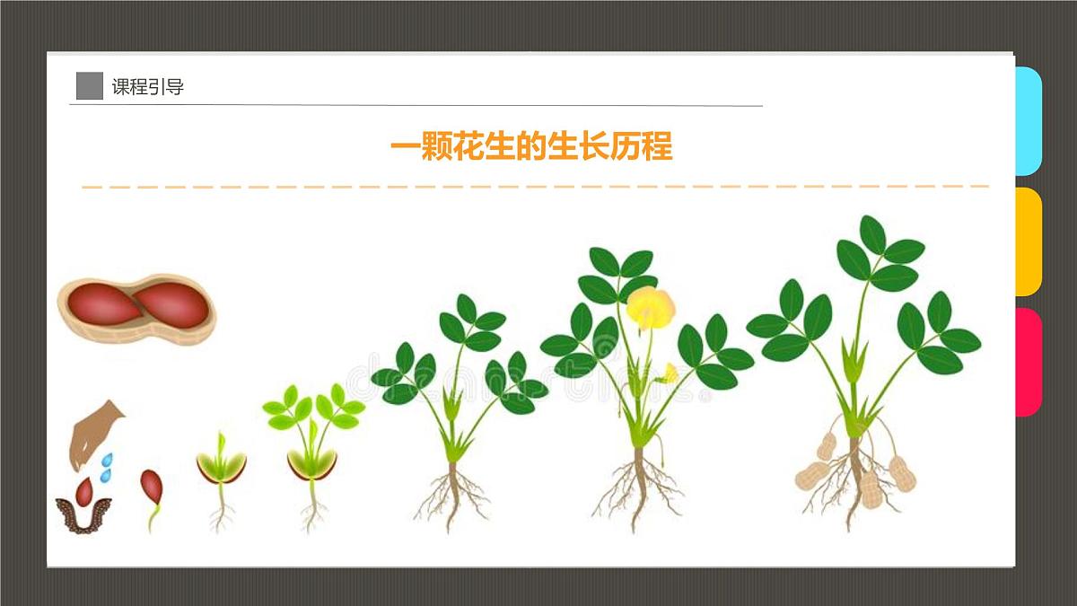 通用  学前教育  大班《幼儿地里的落花生》课件第8页