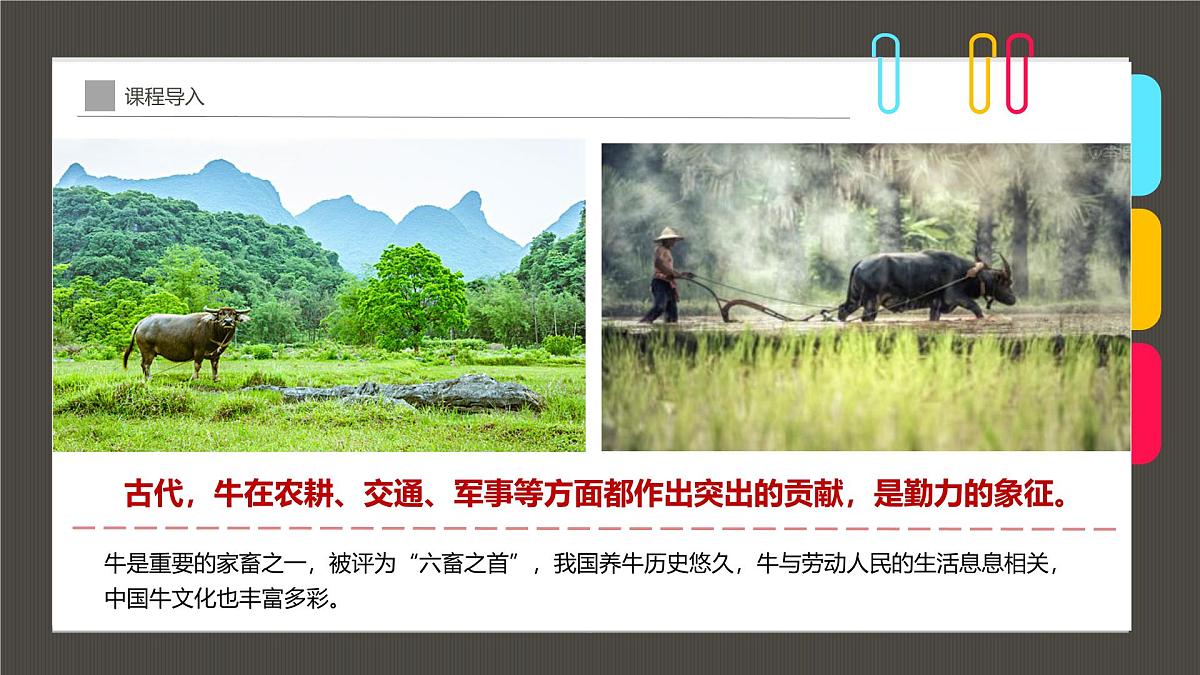 通用 学前教育 大班《“摇头晃脑”的萌牛》课件第8页