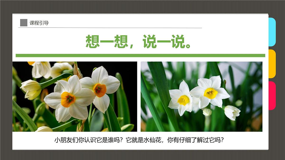 通用  学前教育  大班《“凌波仙子”水仙花》课件第4页