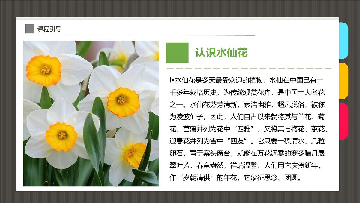 通用  学前教育  大班《“凌波仙子”水仙花》课件第5页