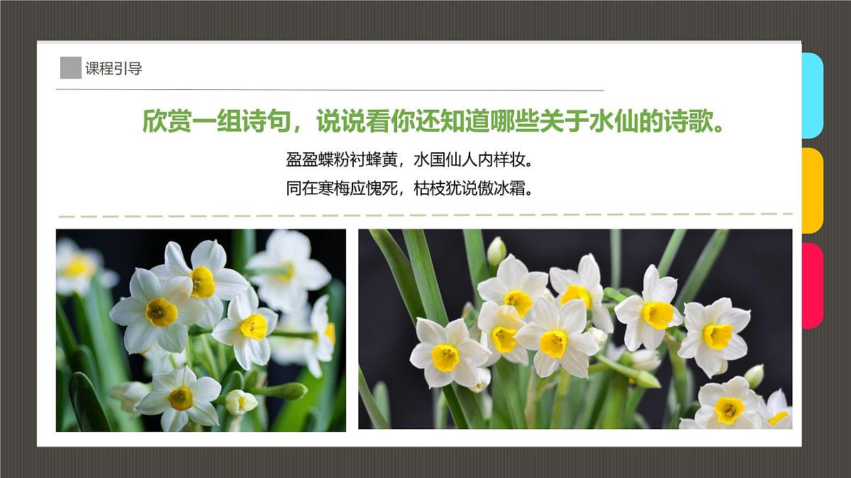 通用  学前教育  大班《“凌波仙子”水仙花》课件第6页
