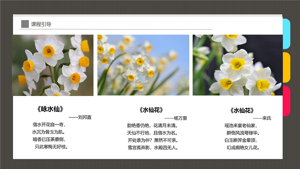 通用  学前教育  大班《“凌波仙子”水仙花》课件第7页