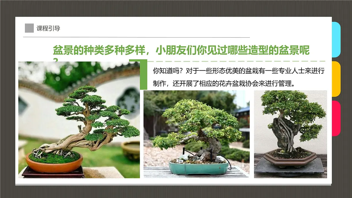 通用 学前教育 大班《古雅多姿的盆景》课件第5页
