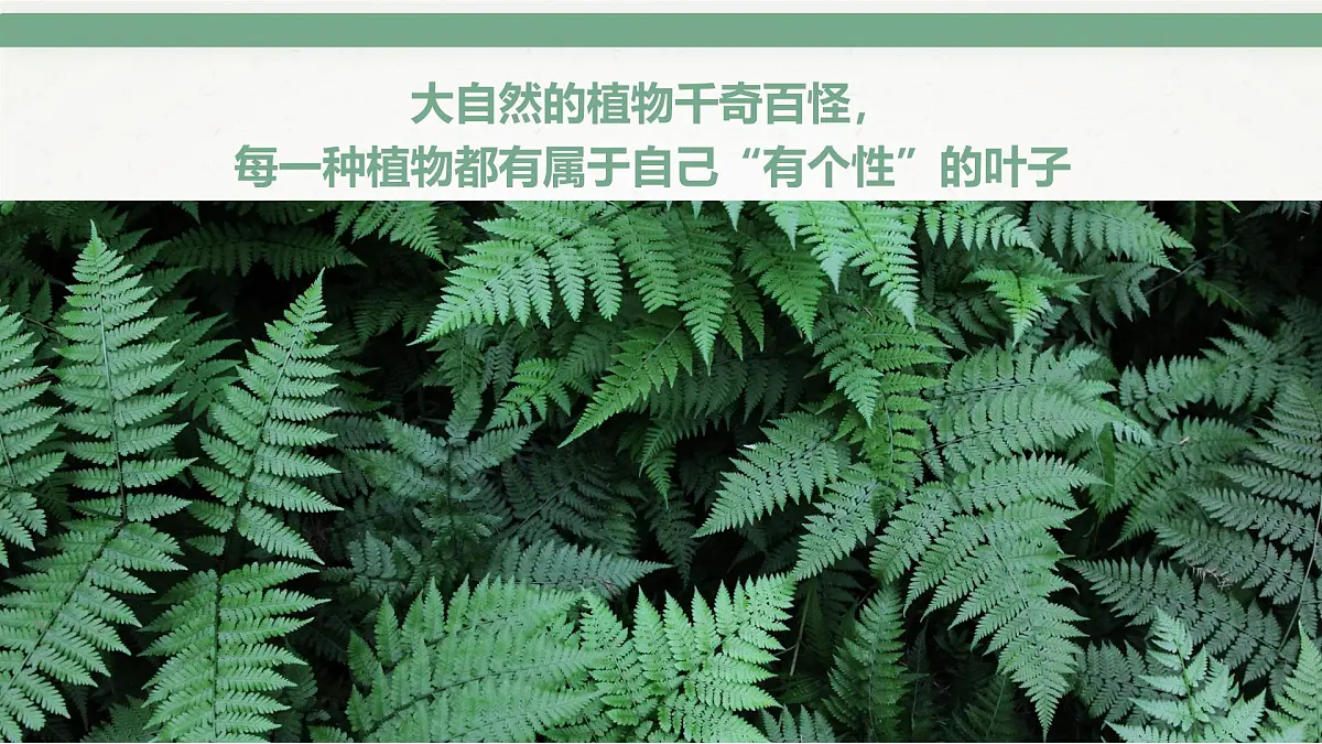 通用 学前教育 大班《千奇百怪的叶子》课件第3页