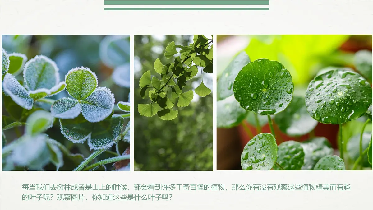 通用 学前教育 大班《千奇百怪的叶子》课件第4页