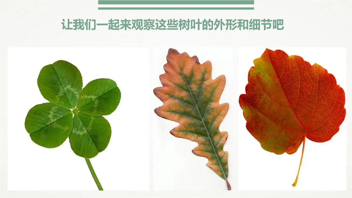 通用 学前教育 大班《千奇百怪的叶子》课件第5页