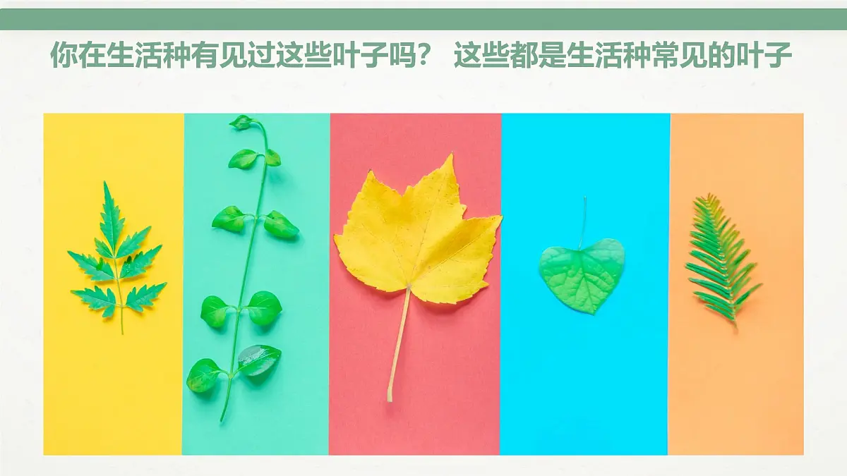 通用 学前教育 大班《千奇百怪的叶子》课件第7页