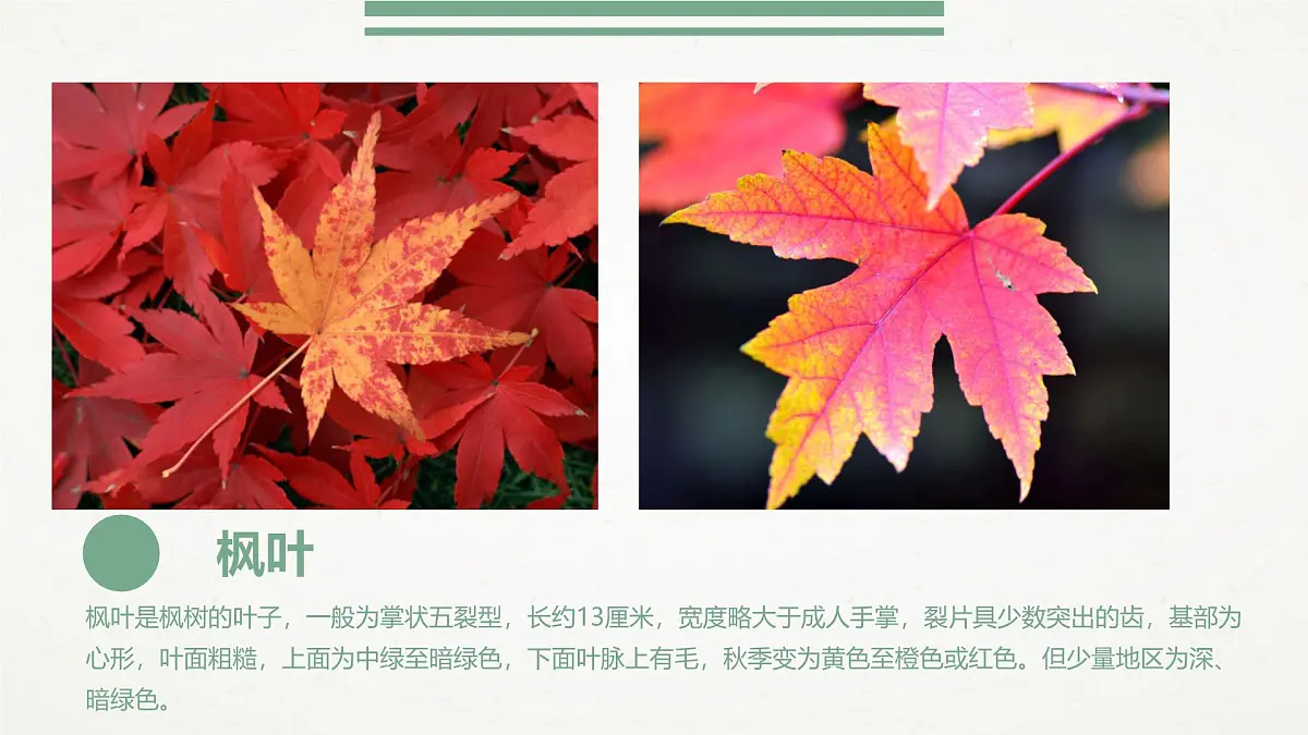 通用 学前教育 大班《千奇百怪的叶子》课件第8页