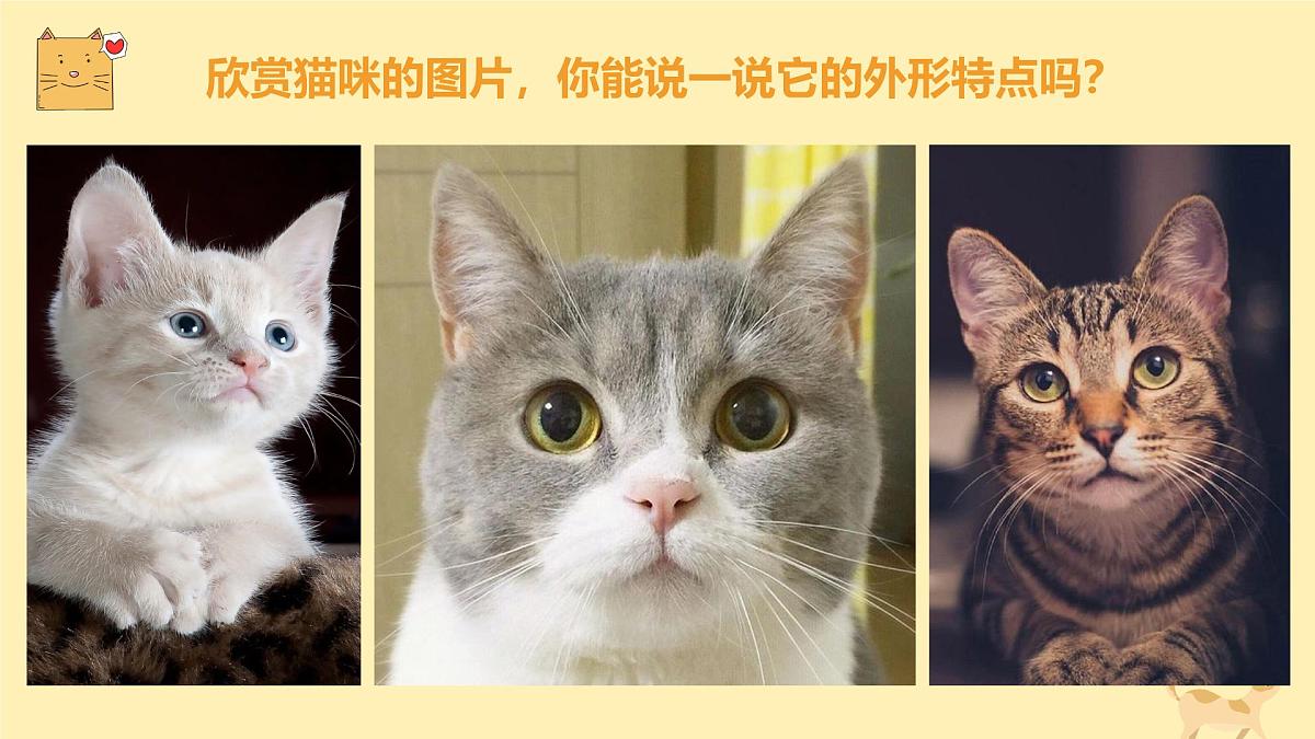 通用  学前教育  大班《顽皮的小猫》课件第5页