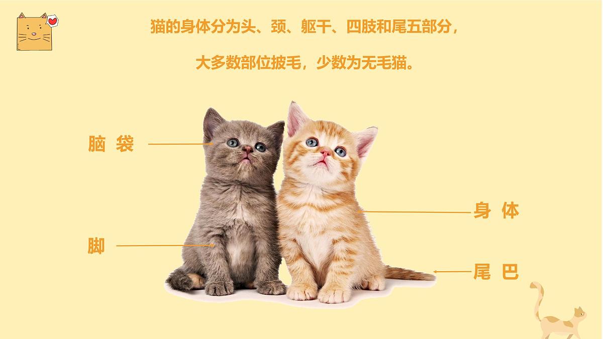 通用  学前教育  大班《顽皮的小猫》课件第6页