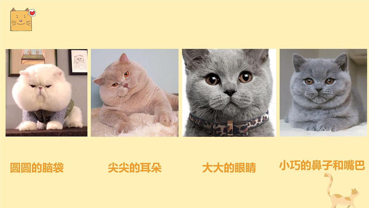 通用  学前教育  大班《顽皮的小猫》课件第7页