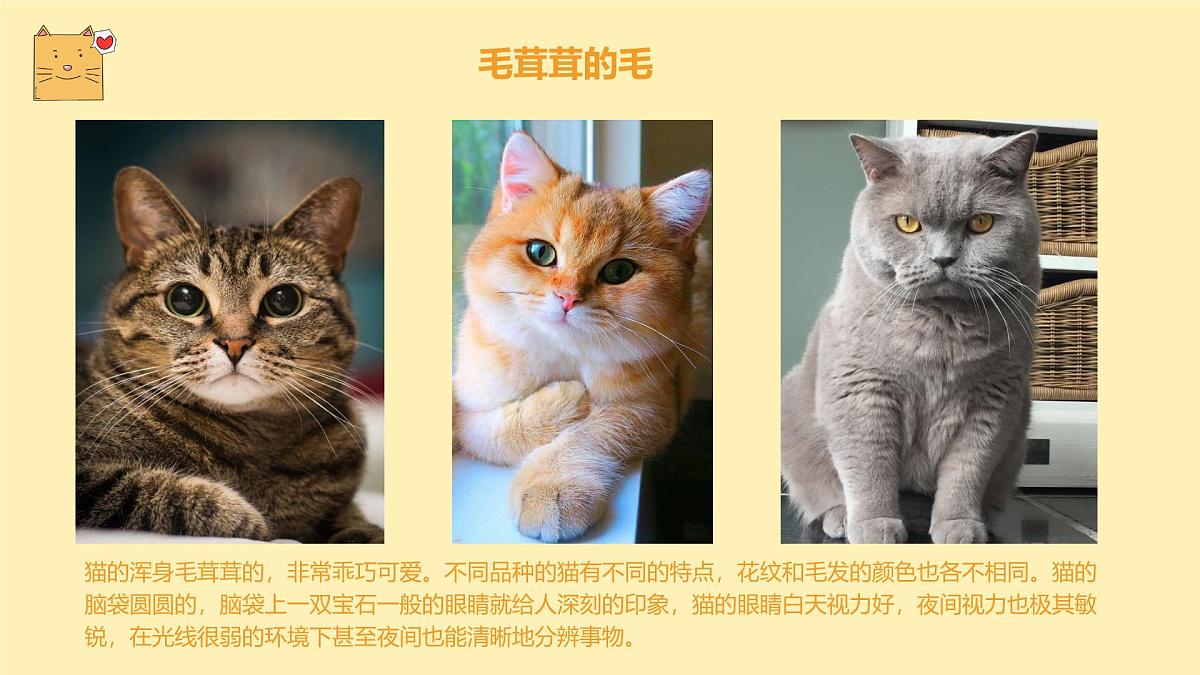 通用  学前教育  大班《顽皮的小猫》课件第8页