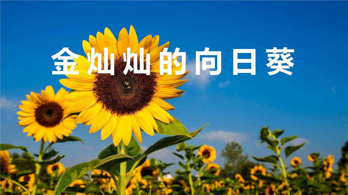 通用  学前教育  大班《金灿灿的向日葵》课件第1页