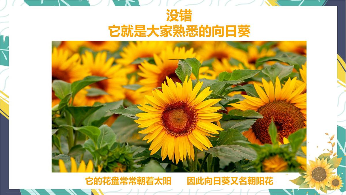 通用  学前教育  大班《金灿灿的向日葵》课件第5页