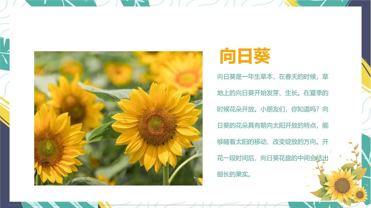 通用  学前教育  大班《金灿灿的向日葵》课件第6页