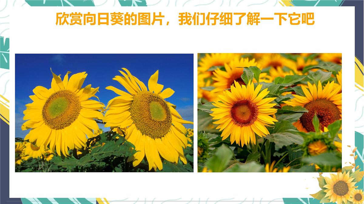通用  学前教育  大班《金灿灿的向日葵》课件第7页