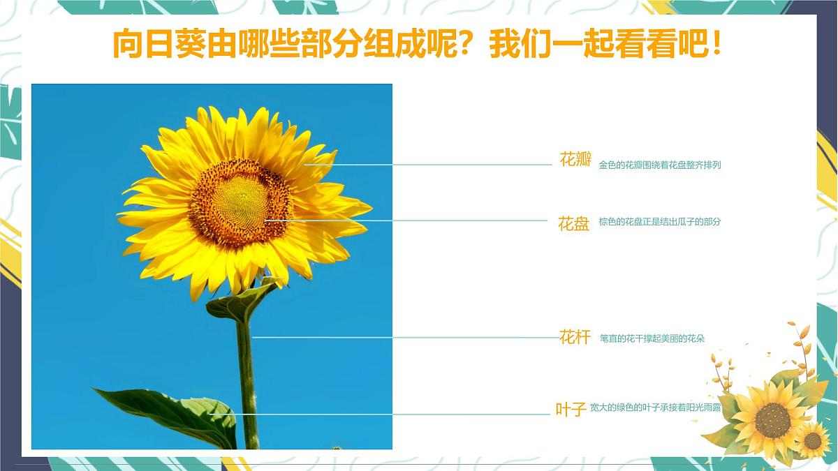 通用  学前教育  大班《金灿灿的向日葵》课件第8页
