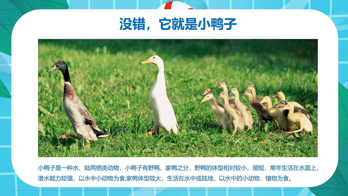 通用  学前教育  大班《游来一群鸭》课件第6页