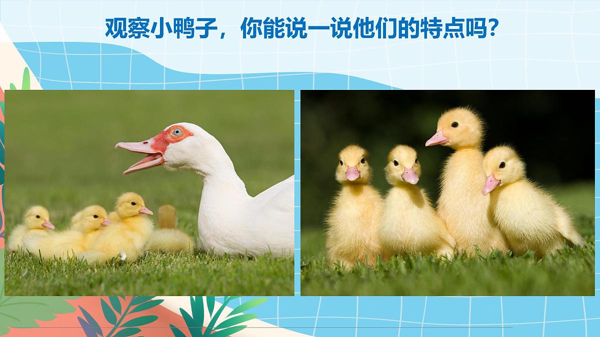 通用  学前教育  大班《游来一群鸭》课件第7页