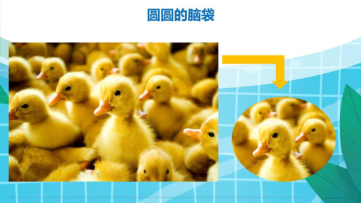 通用  学前教育  大班《游来一群鸭》课件第8页