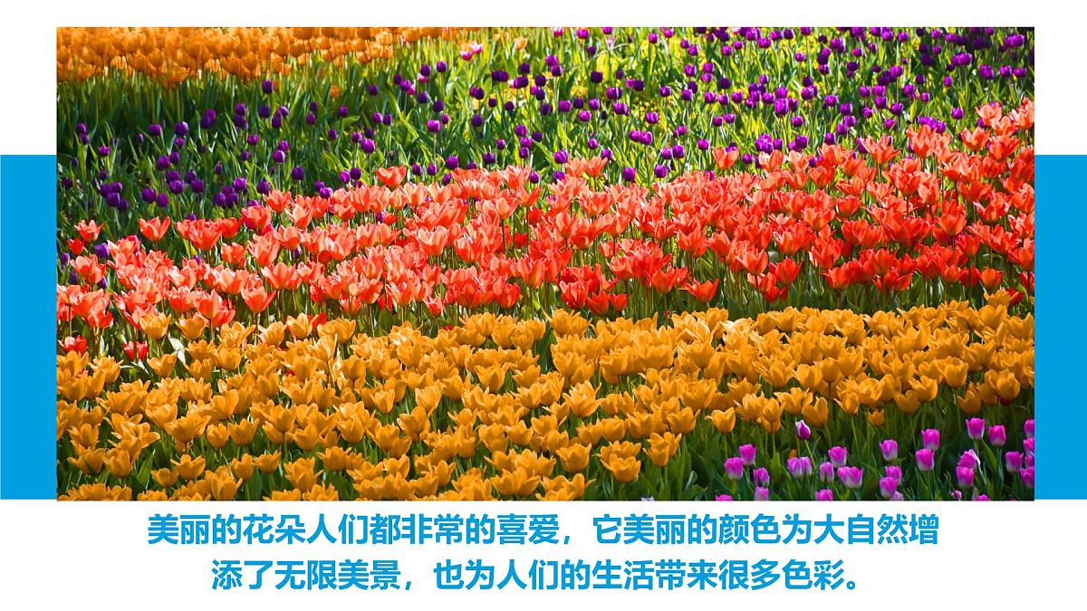 通用 学前教育 大班《夏日花丛》课件第3页