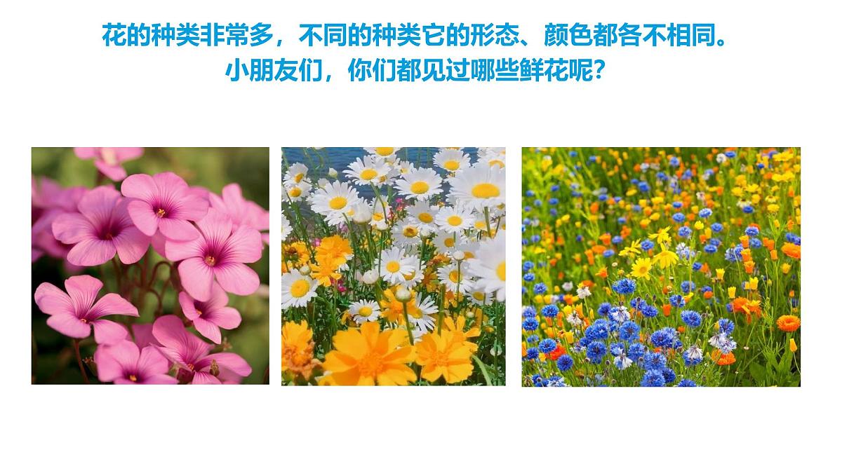 通用 学前教育 大班《夏日花丛》课件第4页