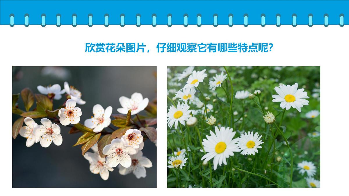 通用 学前教育 大班《夏日花丛》课件第5页