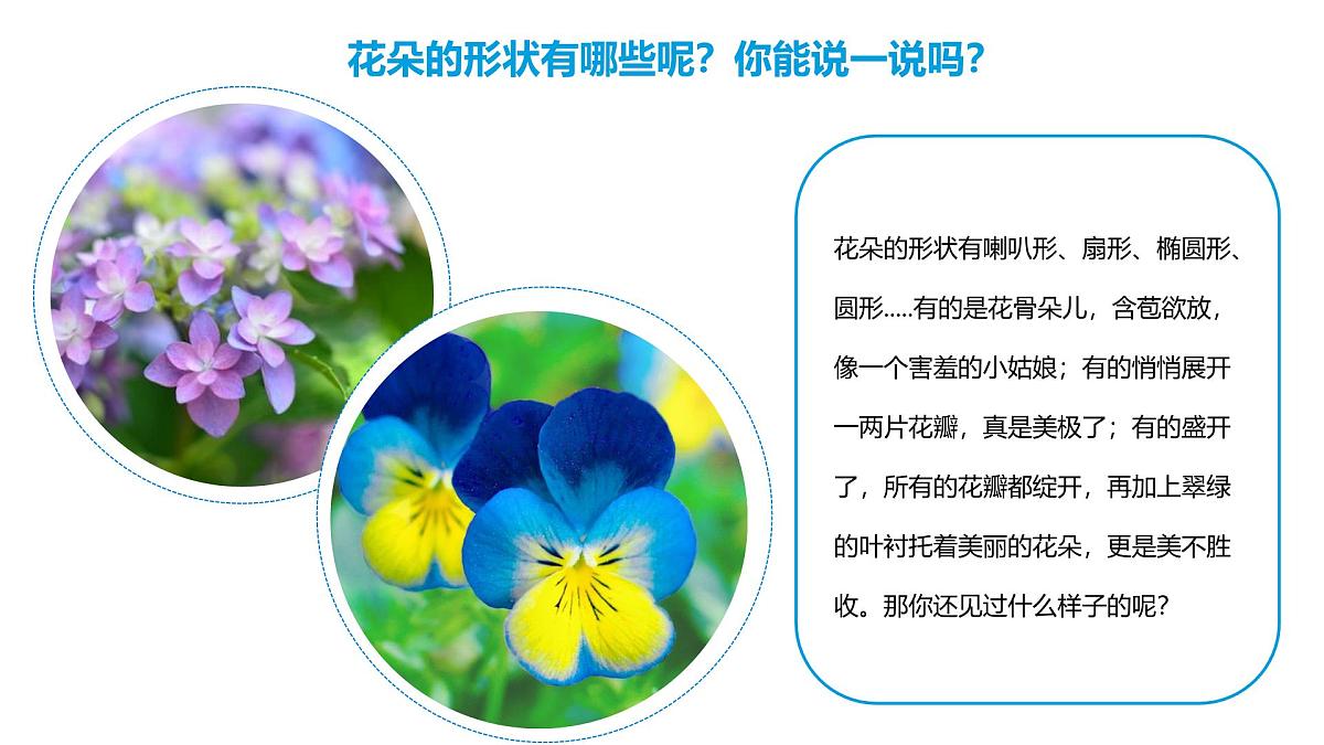 通用 学前教育 大班《夏日花丛》课件第6页