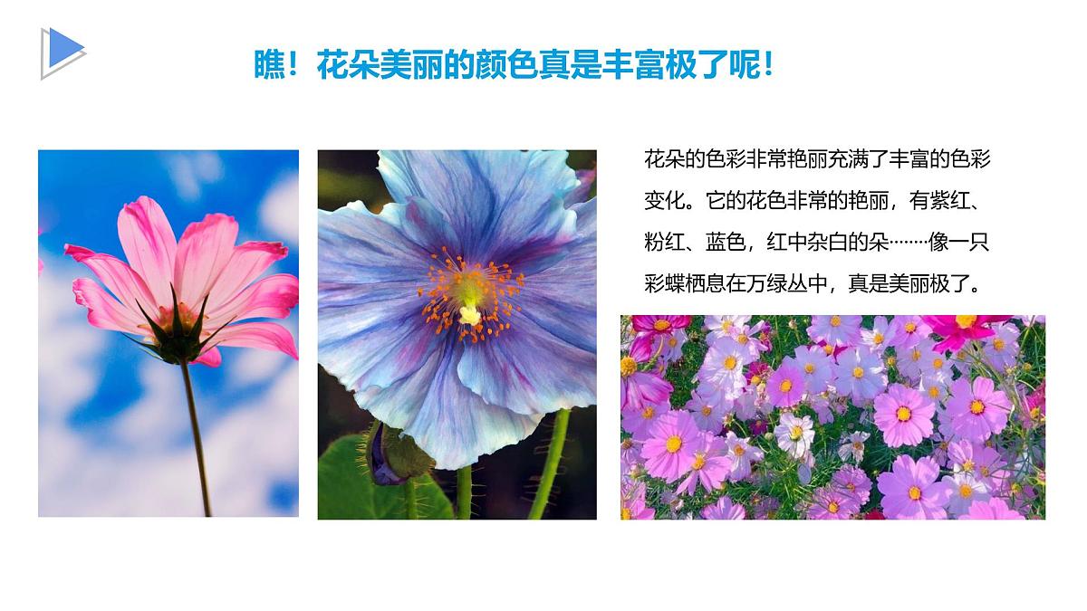 通用 学前教育 大班《夏日花丛》课件第7页