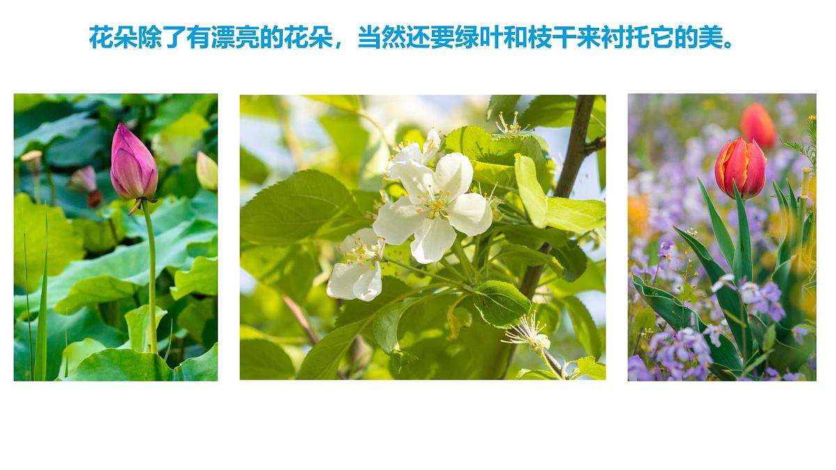 通用 学前教育 大班《夏日花丛》课件第8页