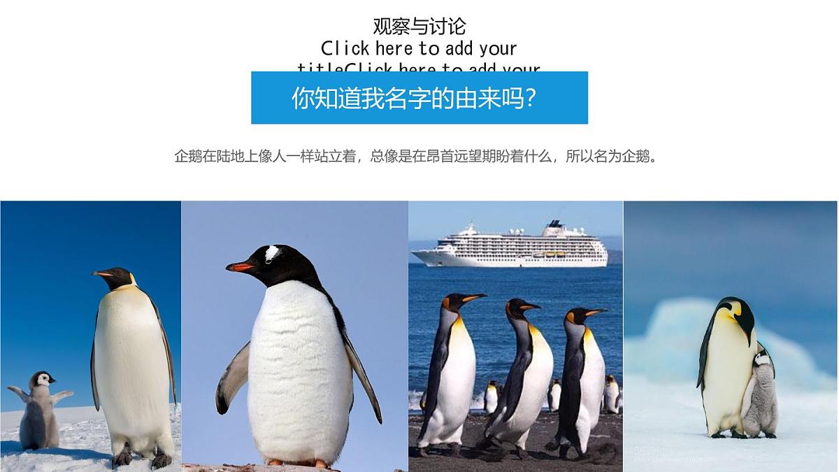 通用 学前教育 大班《小企鹅爱吃鱼》课件第4页