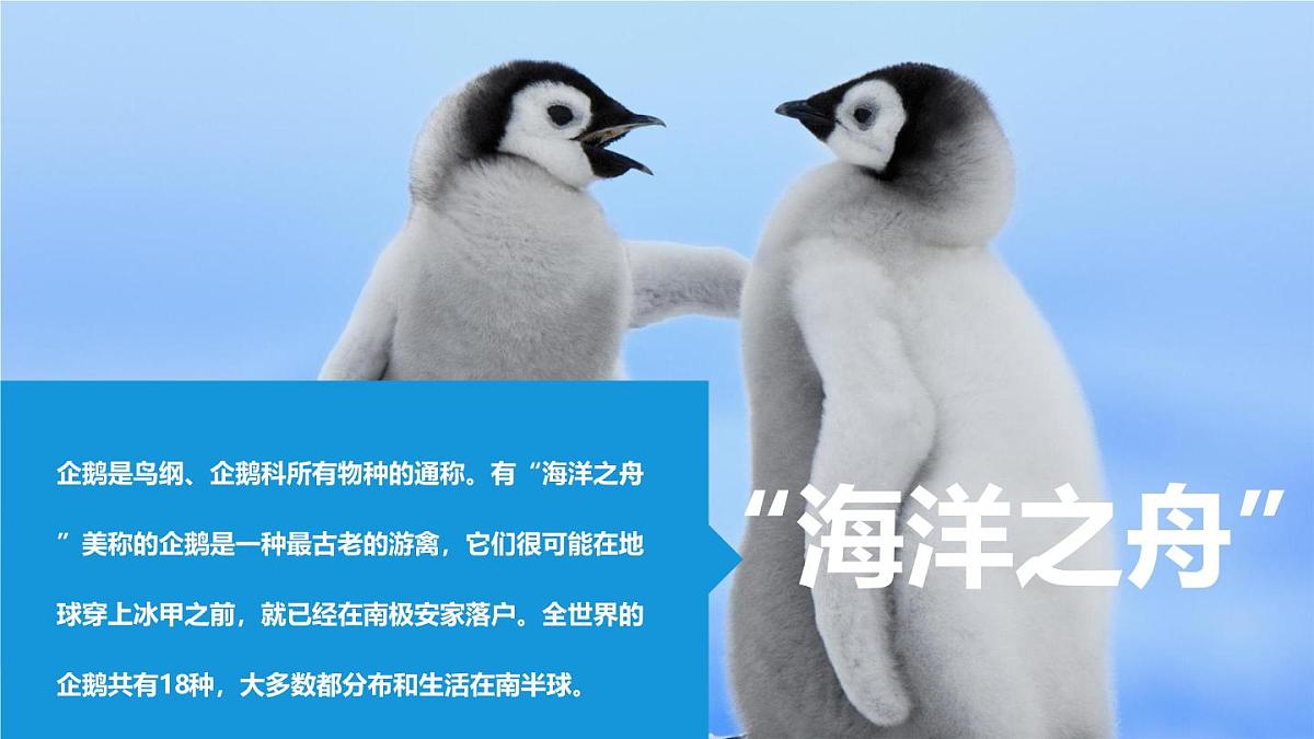 通用 学前教育 大班《小企鹅爱吃鱼》课件第5页