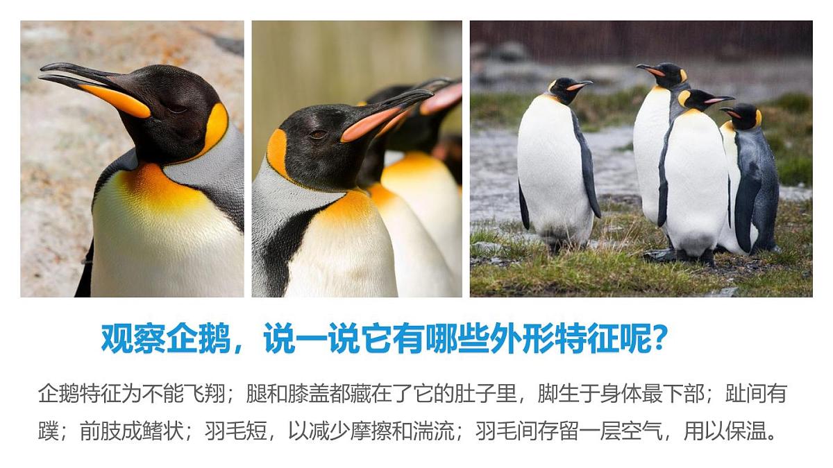 通用 学前教育 大班《小企鹅爱吃鱼》课件第6页
