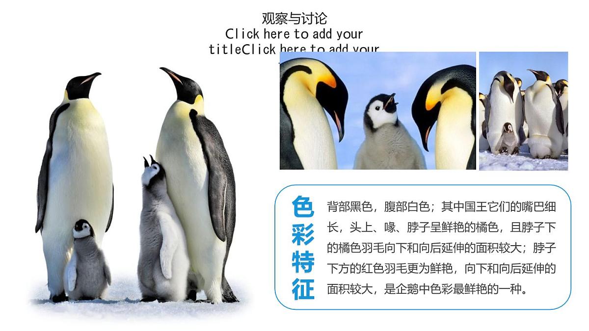 通用 学前教育 大班《小企鹅爱吃鱼》课件第7页