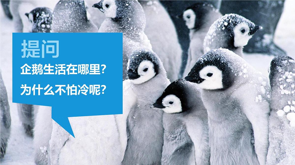 通用 学前教育 大班《小企鹅爱吃鱼》课件第8页